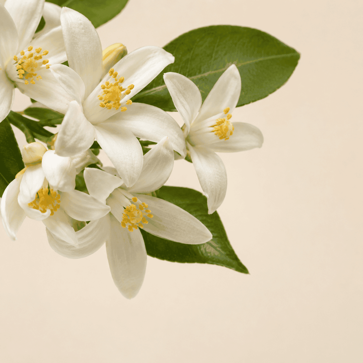 Eau de fleur d'oranger